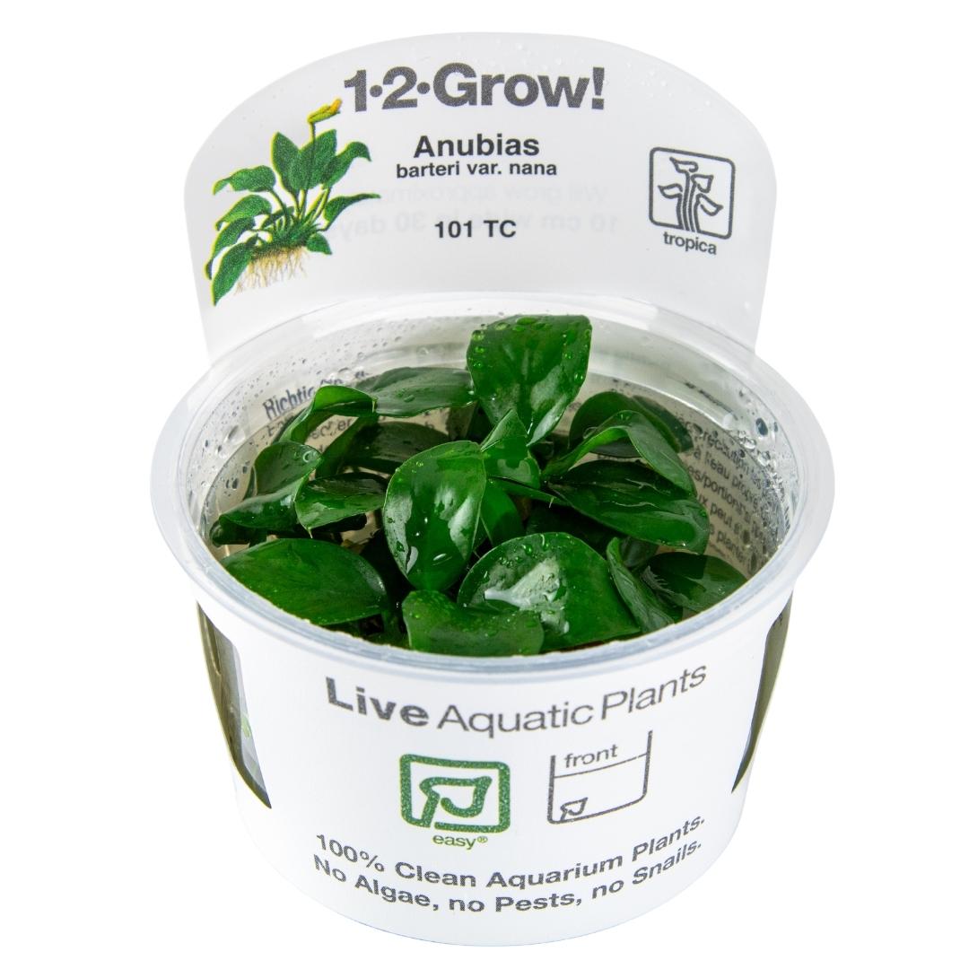 Top 10 Hardy Aquarium Plants for Nano Community Tanks